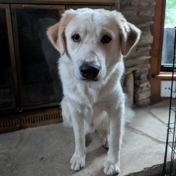 Sutton -  Golden Retriever and Great Pyrenees Dog for Adoption in Pflugerville, Texas - Sutton | PetCurious