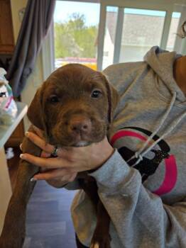 Labradoodle and American Staffordshire Terrier Dogs Available for Adoption in Muskego, Wisconsin - Mocha The Labradoodle/Terrier Mix Puppy | PetCurious