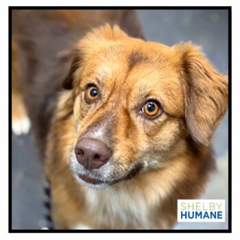 Ginger (was River) -  Mixed Breed Dog for Adoption in Columbiana, Alabama - Ginger (was River) | PetCurious