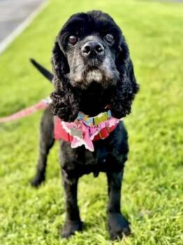 Cocker Spaniel Dogs Available for Adoption in South San Francisco, California - Cory | PetCurious