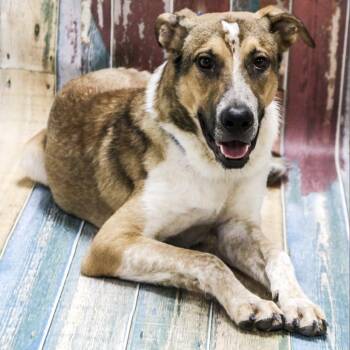 Blitz aka Buck -  Mixed Breed Dog for Adoption in Casa Grande, Arizona - Blitz Aka Buck | PetCurious