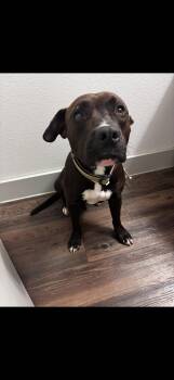 Beau -  American Staffordshire Terrier Dog for Adoption in Mico, Texas - Beau | PetCurious