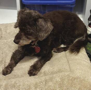 Violet -  Poodle Dog for Adoption in Alafaya, Florida - Violet | PetCurious