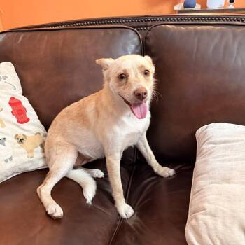 Adelia -  Terrier and Chihuahua Dog for Adoption in La Feria, Texas - Adelia | PetCurious