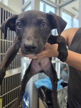 Terrier Dogs Available for Adoption - CAMDEN | PetCurious