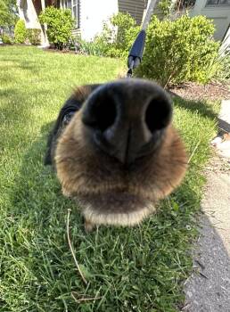 Chihuahua Dogs Available for Adoption in Mundelein, Illinois - Whiskey | PetCurious