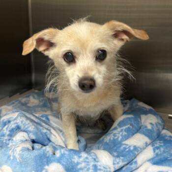 Skippy -  Terrier and Mixed Breed Dog for Adoption in Galveston, Texas - Skippy | PetCurious