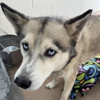 Zorro -  Siberian Husky Dog for Adoption in Reno, Nevada - Zorro | PetCurious