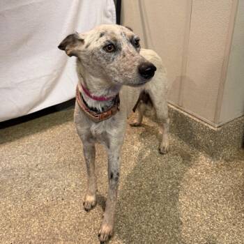 Willow* -  Australian Cattle Dog Blue Heeler Dog for Adoption in San Gabriel, California - Willow* | PetCurious