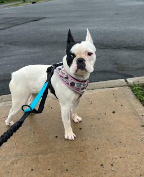 French Bulldog Dogs Available for Adoption in Toronto, Ontario - Fiona | PetCurious