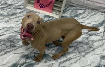 Witherspoon -  Mixed Breed Dog for Adoption in Westland, Michigan - Witherspoon | PetCurious
