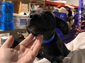 HELIX -  Pit Bull Terrier and Chihuahua Dog for Adoption in Colorado Springs, Colorado - HELIX | PetCurious