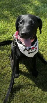 Rescue Labrador Retriever Dogs for Adoption in San Diego, California - Kern - Sugar | PetCurious