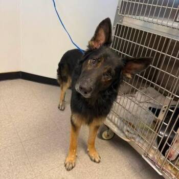LT Chase 26-09-006 -  German Shepherd Dog Dog for Adoption in Bastrop, Texas - LT Chase 26-09-006 | PetCurious