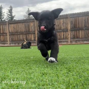 Chorizo -  Chihuahua and Mixed Breed Dog for Adoption in Cheyenne, Wyoming - Chorizo | PetCurious