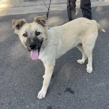 Zop -  Mixed Breed Dog for Adoption in Flagstaff, Arizona - Zop | PetCurious