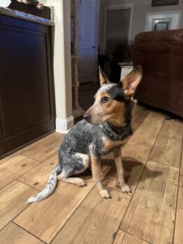 Australian Cattle Dog Blue Heeler Dogs Available for Adoption - Oakley | PetCurious