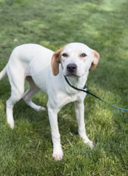 Labrador Retriever Dogs Available for Adoption in Lancaster, Ohio - Shell | PetCurious