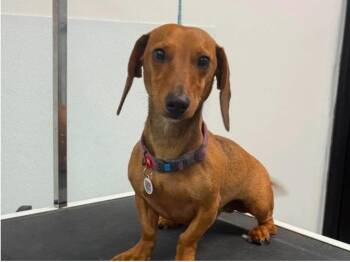 Slinky -  Dachshund Dog for Adoption in Brooksville, Florida - Slinky | PetCurious