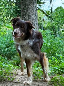 Basch -  Border Collie Dog for Adoption - Basch | PetCurious