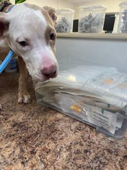 Clemmy -  Mixed Breed Dog for Adoption in Cincinnati, Ohio - Clemmy | PetCurious