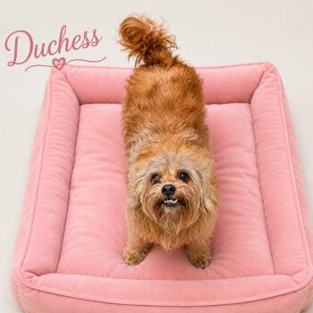 Dutchess -  Shih Tzu Dog for Adoption in Momence, Illinois - Dutchess | PetCurious
