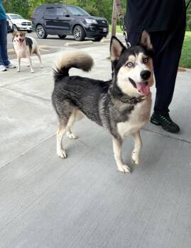 Lola -  Husky Dog for Adoption in Oxford, North Carolina - Lola | PetCurious