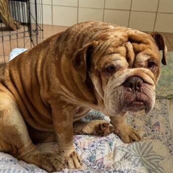 Rescue English Bulldog Dogs for Adoption in Boca Raton, Florida - Tank 4304 | PetCurious