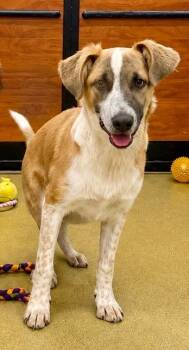 Tytus -  Labrador Retriever and Great Pyrenees Dog for Adoption in Fort Lupton, Colorado - Tytus | PetCurious
