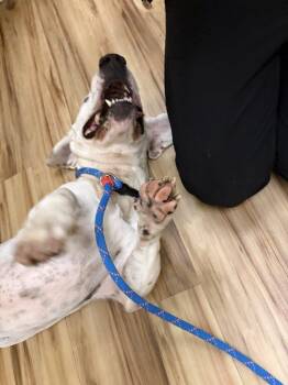Styles -  Mixed Breed Dog for Adoption in Raleigh, North Carolina - Styles | PetCurious