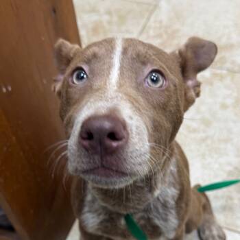 Rescue Mixed Breed Dogs for Adoption in Galveston, Texas - Topaz | PetCurious