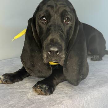 Milly -  Basset Hound Dog for Adoption in Meherrin, Virginia - Milly | PetCurious