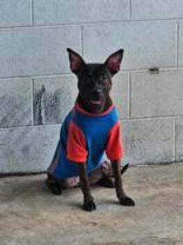 Ripley -  Pit Bull Terrier Dog for Adoption in New Iberia, Louisiana - Ripley | PetCurious