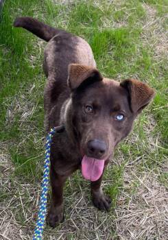 Labrador Retriever Dogs Available for Adoption in Tarboro, North Carolina - 26-120 Calypso | PetCurious