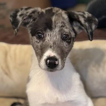 Lonestar -  Australian Shepherd and Rough Collie Dog for Adoption in Waco, Texas - Lonestar | PetCurious