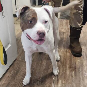 Rescue Pit Bull Terrier Dogs for Adoption in Evensville, Tennessee - Spike | PetCurious