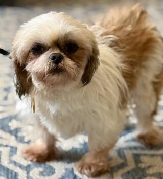 Shih Tzu Dogs Available for Adoption - Flopsy | PetCurious