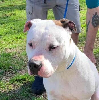 Rescue American Bulldog Dogs for Adoption in Zuni, Virginia - Tommy | PetCurious