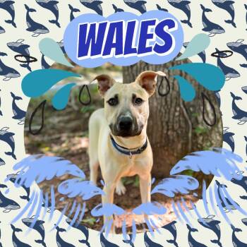 Rescue Mixed Breed Dogs for Adoption in Rocky Mount, Virginia - Wales | PetCurious
