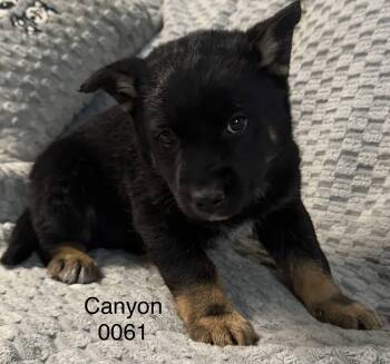Shepherd Dogs Available for Adoption in Hop Bottom, Pennsylvania - Cannon | PetCurious