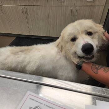 Great Pyrenees Dogs Available for Adoption in Chattanooga, Tennessee - Borealis | PetCurious
