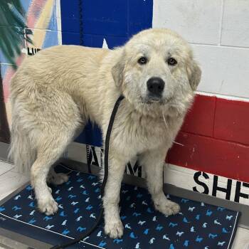 Great Pyrenees Dogs Available for Adoption in Lufkin, Texas - Coco/Hermes | PetCurious