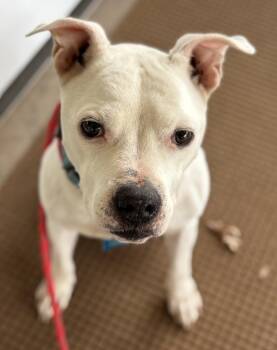 Terrier Dogs Available for Adoption - Vanilla | PetCurious