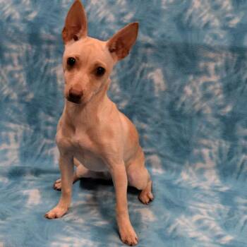 Chihuahua Dogs Available for Adoption - Cholula | PetCurious