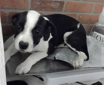 Staffordshire Bull Terrier and Mixed Breed Dogs Available for Adoption in Houston, Texas - ANDY | PetCurious