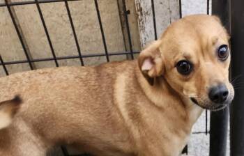 Rescue Rat Terrier and Dachshund Dogs for Adoption in Hopkinsville, Kentucky - Buttercup | PetCurious