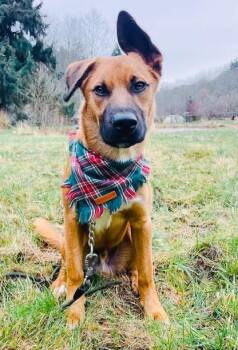 German Shepherd Dog and Black Mouth Cur Dogs Available for Adoption - Bowie, Beautiful & Affectionate Adventure Buddy! | PetCurious