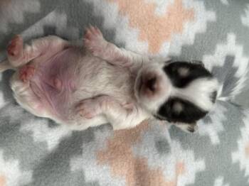 Rescue Chihuahua Dogs for Adoption in Atascadero, California - GRAVY And SPUD | PetCurious