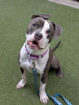 Tonka -  Mixed Breed Dog for Adoption in Bellevue, Washington - Tonka | PetCurious