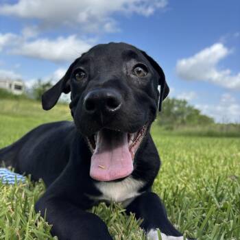 Bingo -  Labrador Retriever Dog for Adoption in Pearland, Texas - Bingo | PetCurious